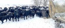 Winter has arrived