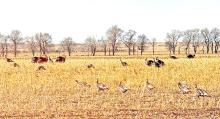 Important reminders for turkey season
