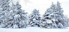 Four inches of snow and very little wind on December 30, 2024, left a festive blanket on the area.