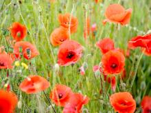 The story of the poppy