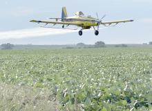 Beans getting sprayed with a fungicide and an insecticide by airplane.