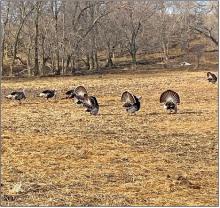 Spring wild turkey