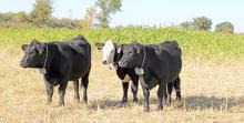 Research conducted by North Dakota State University shows that virtual fencing livestock collars can achieve over 90 percent containment of animals within a designated grazing area. The virtual boundary between grazed and ungrazed areas can be seen behind these cattle. (Courtesy photo)