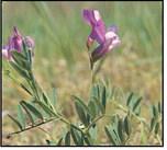 Native Prairie plants to know