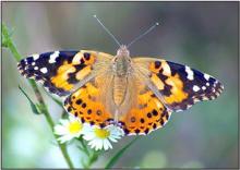 Southern Plains Behavioral Health Services plans butterfly release for suicide prevention