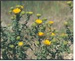 NATIVE PRAIRIE PLANTS TO KNOW