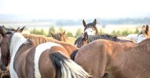 Wide Open Spaces Foundation launches