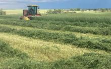 This winter wheat is being cut for hay near Newell, SD. Producers should test grain crops for nitrate levels before using them as forage. (SD Soil Health Coalition photo)