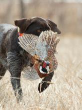 Game Fish & Parks predicts another banner year for pheasant hunters
