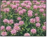 Native Prairie plants to know