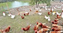 These free-range chickens were being raised in October 2025 at the Cedar Creek Gardens farm near Midland, SD. (Photo: Bart Pfankuch / South Dakota News Watch)