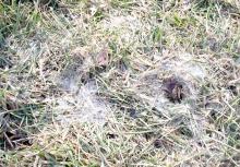 Snow mold appears as circular areas of matted brown grass sometimes found with gray or pink cobweb-like growth over these areas. (Photo by Melinda Myers)