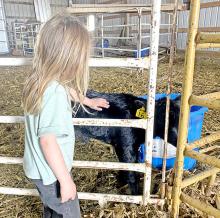 Temperatures varied from 80º to 40º this past week, with sunshine to snow, making it just another stressful calving season for many. Faye Steffen enjoyed the new addition to the herd.
