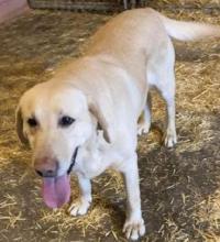 Sometimes the rescue gets dogs who might just be lost. Happy is one such dog, who appears to have been well taken care of. Since he has not been claimed, though, he is now up for adoption.