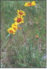 Native Prairie plants to know