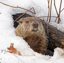 On Groundhog Day, the groundhog predicts whether we will have six more weeks of winter or whether spring has arrived.