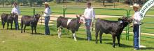 The beef show champions are pictured from l to r: Mason Peck, Hailey Haiar, Carson Peck, and Hayden Haiar.