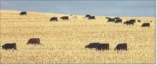 World agricultural supply and demand estimates