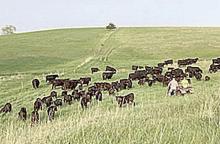Pairs head to summer pasture