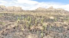 New grasses growing from a burned over area of the South Fork Fire. as cut fencing and dozer lines. (US Forest Service Photo)