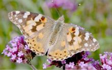Southern Plains Behavioral Health is hosting a butterfly release at the Park Performance Center in the Gregory City Park, at 7:00 p.m., Wednesday, September 11, 2024, in observance of National Suicide Prevention Month The program will feature a guest speaker who has been affected by suicide, information about how and where to get help, and facts about suicide. It is an event for youth and adults alike.