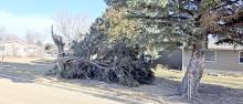 The wind broke off this tree in the yard of Marty and Kyra Jung the morning of December 18, 2025.