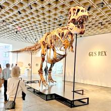 The mounted skeleton of 'Gus' on display at Sotheby's in New York, where it is being auctioned. The Tyrannosaurus Rex fossil was excavated on private land in Harding County, S.D. (Photo: Malcolm Ritter)