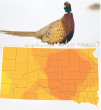 The pheasant, South Dakota’s state bird, is the target of thousands of hunters as the pheasant season gets underway this weekend. This map shows Gregory County in the prime area for pheasant hunting for 2024.