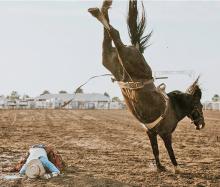 Bugsy unloads a cowboy at the 2025 Burke Stampede.