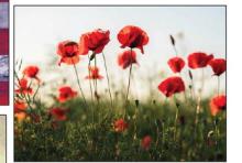What do poppies have to do with Veterans Day?