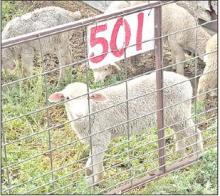 A lamb awaits sale on Sept. 18, 2025, at the Newell Sheep Yards in Newell, S.D. (All Photos: Bart Pfankuch/South Dakota News Watch)
