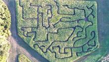 Swift Family Pumpkin Patch has an a-maze-ing new feature