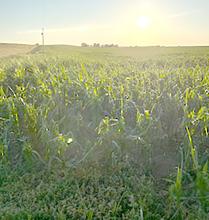 Saturday morning brought wind and pea-sized hail, damaging crops.