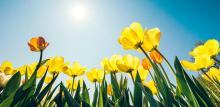 Coming soon: spring