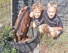 Ruger Anderson took first place in the Greased Pig Competition at the Keya Paha Fair and Rodeo in Norden, NE., on Sunday, August 16, 2026. Ruger and his family are bringing their new prize home and have named her Nordina “Dina” for short, in honor of where she was won. Bear and Ruger Anderson are pictured.