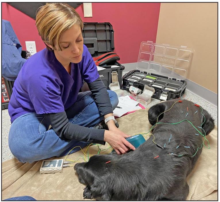 Dr. Jennifer Rowan-Hitchcock is shown here treating a dog with acupuncture. Dogs are usually more cooperative than cats and will hold still for the treatment. She has one cat patient, however, that will curl up on its bed and sleep during the treatment.