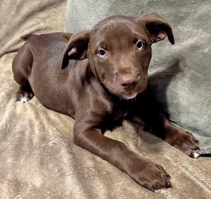 Mazy, left is Pitbull Lab mix and she is around 12 weeks old. Lillian, right, a German Shepherd mix is around 12 weeks old. For more information message the Rescues Unlimited Facebook page, or call (605) 208-0754.