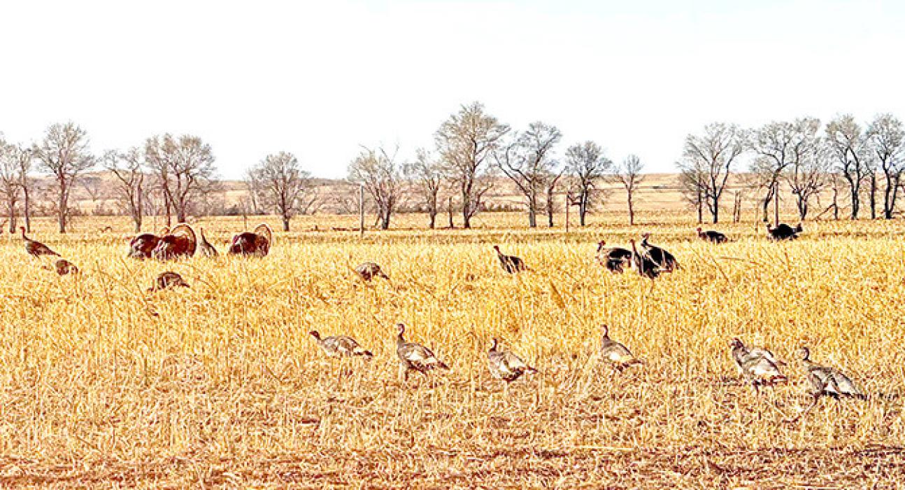 Important reminders for turkey season