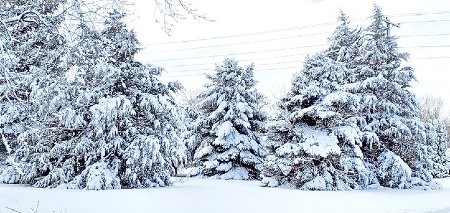 Four inches of snow and very little wind on December 30, 2024, left a festive blanket on the area.