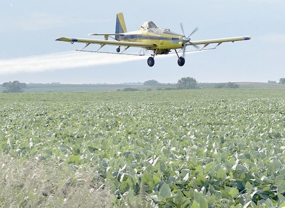 Beans getting sprayed with a fungicide and an insecticide by airplane.
