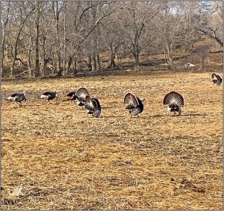 Spring wild turkey