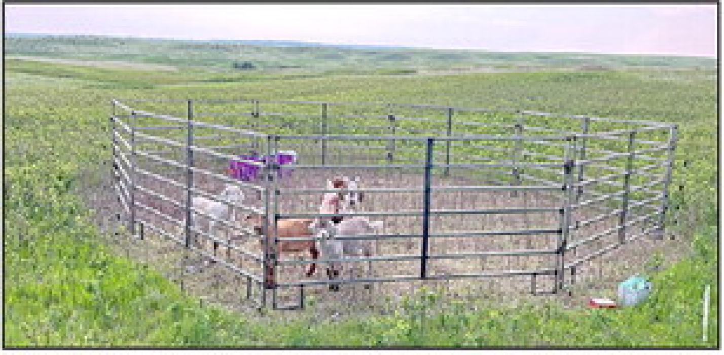 White River, SD, rancher Lealand Schoon began using goats to combat encroachment by woody plant species through targeted grazing early in 2024. He initially used corrals to contain the goats. These corrals had to be moved daily to allow the goats to access new forage. (Courtesy photo)