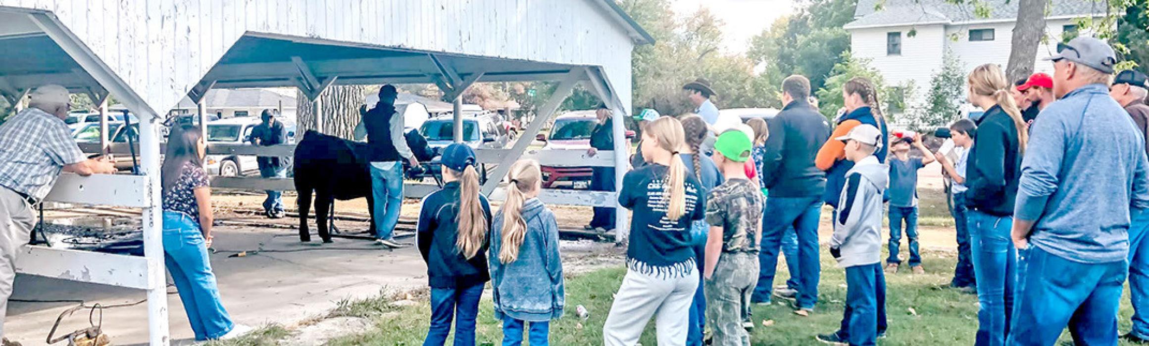Gregory County 4-H hosts cattle care and clipping