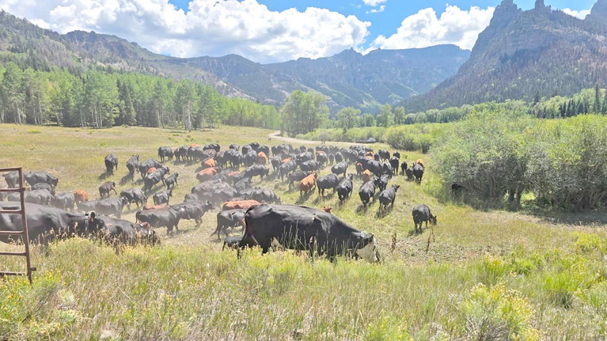 Cattle expand a fire line along a road. (Photo by Dave Marston)
