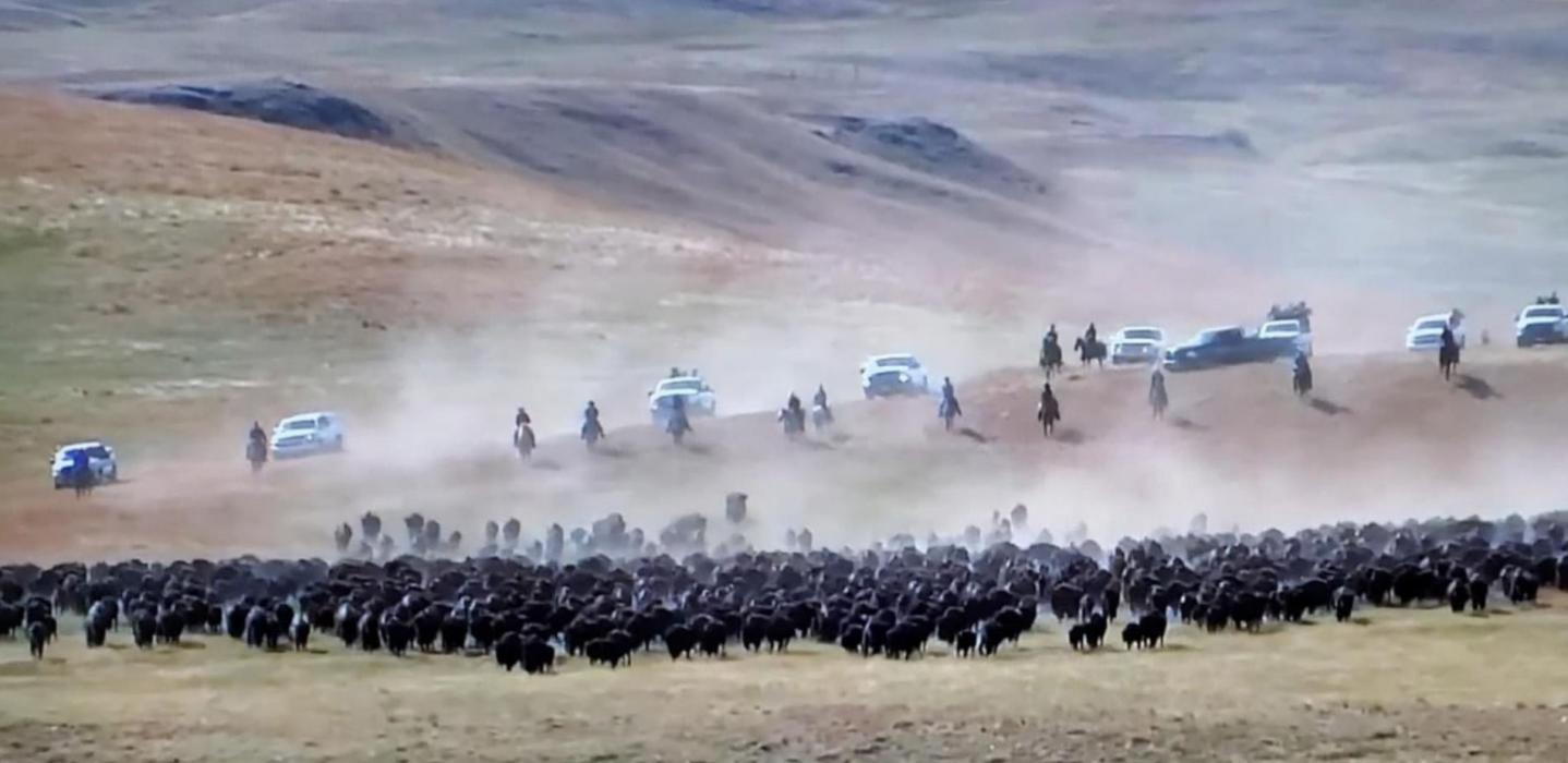 The buffalo roundup is a spectacular sight as the giant animals charge ahead of the drivers, kicking up the dust as they move. (Photo by South Dakota Public Television)