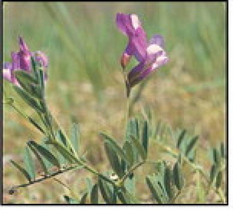Native Prairie plants to know