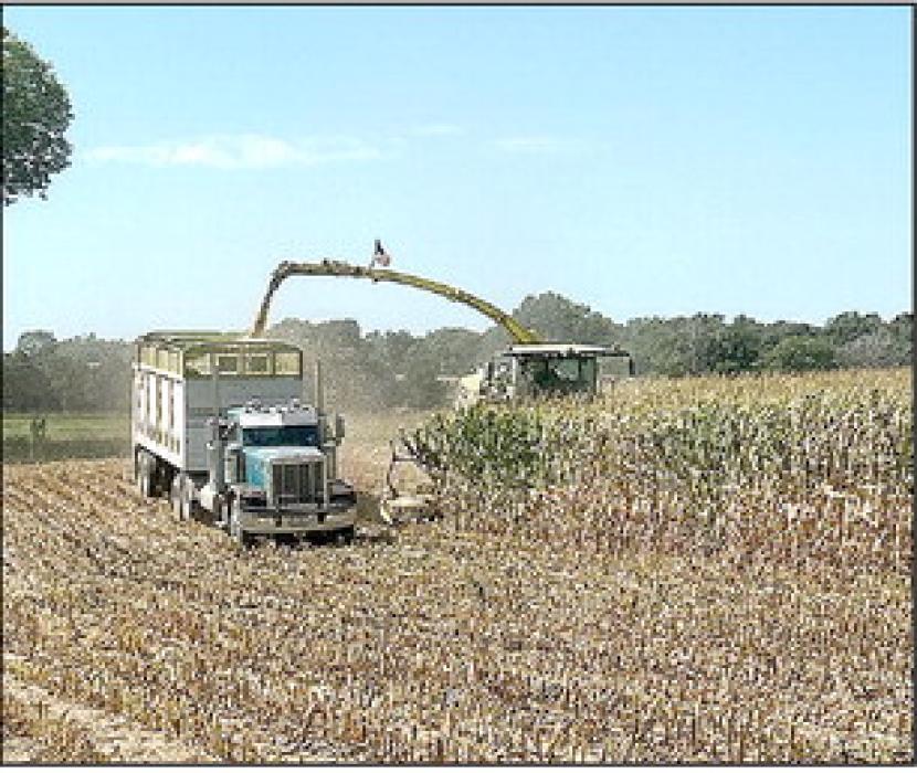 Over the Labor Day weekend it was chopping silage and canning tomatoes, along with visiting with family.