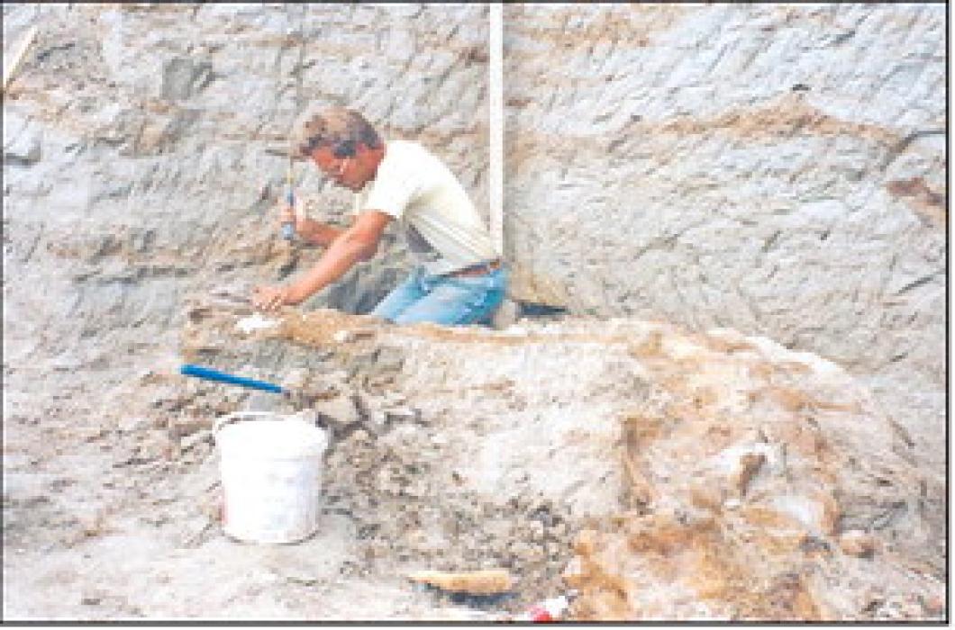 Paleontologist Peter Larson of Hill City, S.D., is shown working to extract bones from Sue the T. rex, discovered near Faith, S.D. in 1990. (Photo: Courtesy Black Hills Institute of Geological Research)