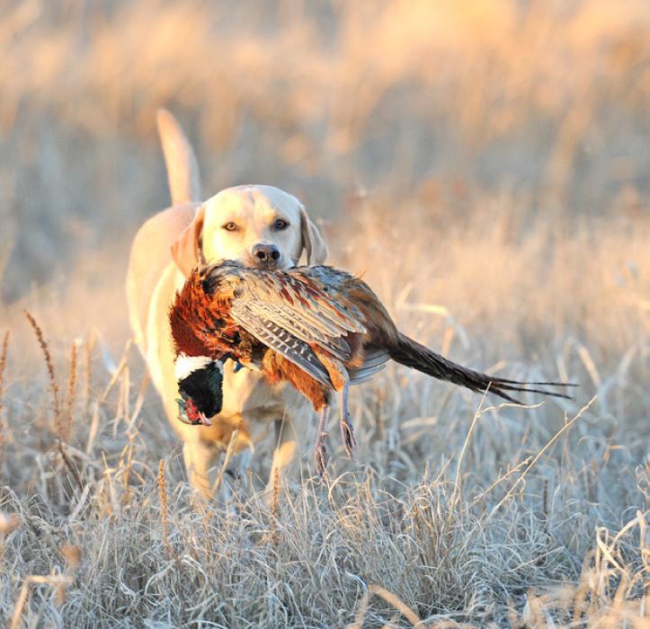 Reminders about game bird transportation