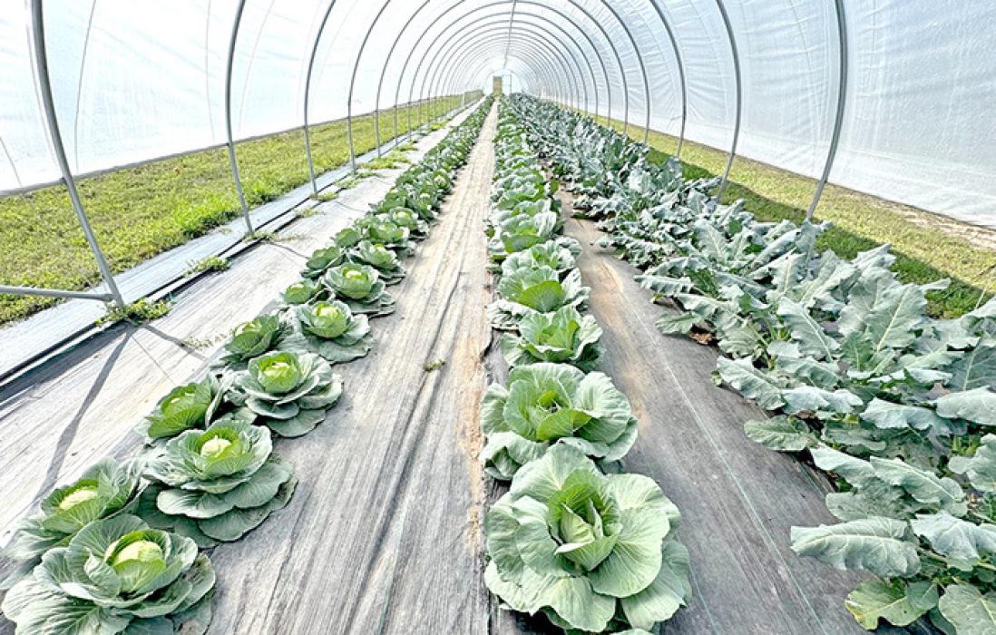 Cabbages grow within a tunnel at Cedar Creek Gardens near Okaton, SD, shown on Sept. 22, 2025. (Photo: Bart Pfankuch / South Dakota News Watch)